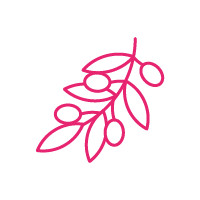 Olivenanbau