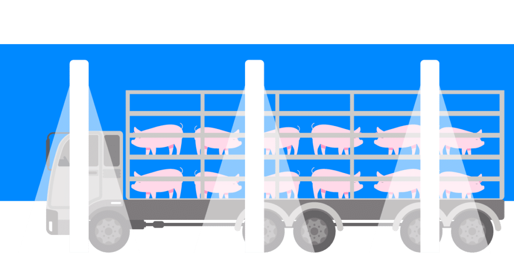 Control de calidad en granjas de cerdos.