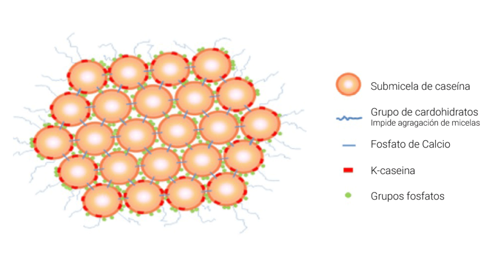 Figura 1. Micela de caseína.